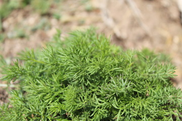 moss on green grass background