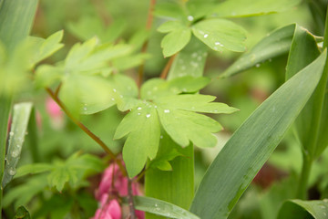 green leaves with raindrops