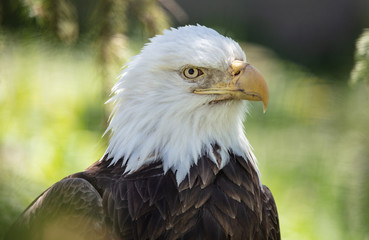 Fototapeta premium American Bald Eagle gets a side profile close up