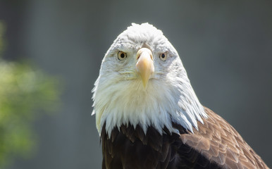 American Bald Eagle male is watching you