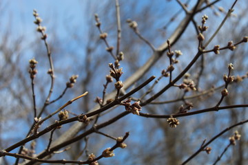 branch of a tree