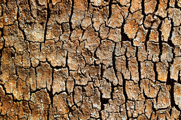cracked earth texture
