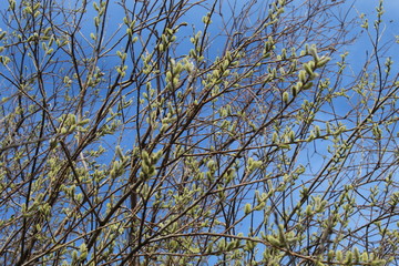 branches of a tree against blue sky