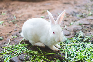 Cute rabbits are eating vegetables in the garden.