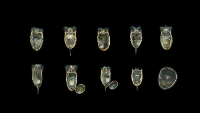 Rotifera Keratella Cochlearis under the microscope. plankton rotifers Rotifera Keratella Cochlearis, distributed throughout the world, both in salt and freshwater, has a similar protective outer