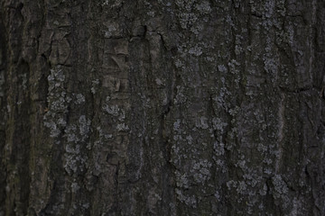 bark of a tree