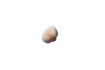 shell on white background