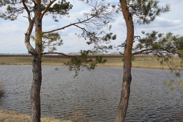 Fototapeta na wymiar tree in lake