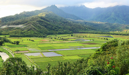 Fototapeta na wymiar Taro fields - Kauai, Hawaii