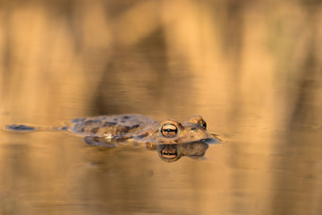 The Common toad Bufo bufo in Czech Republic