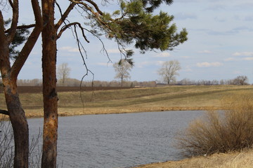 tree on the shore of lake