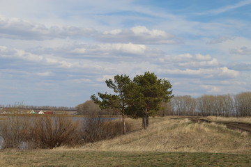 tree in the field