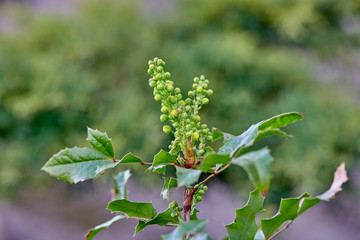 Mahonia aquifolium