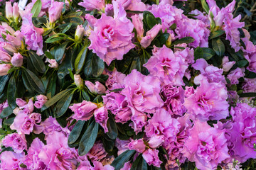 Purpur bl&uuml;hender Rhododendron