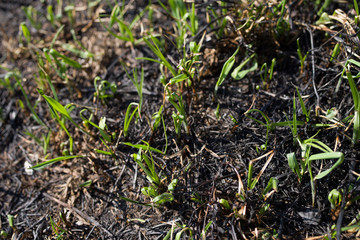 Burned grass close up.