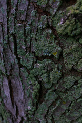 Tree bark covered with green lichens on it