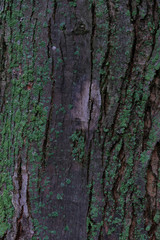 Tree bark covered with green lichens on it