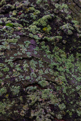 Tree bark covered with green lichens on it