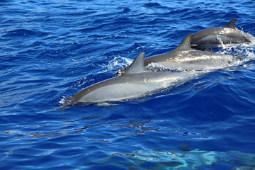 Three wild dolphins, Hawaii