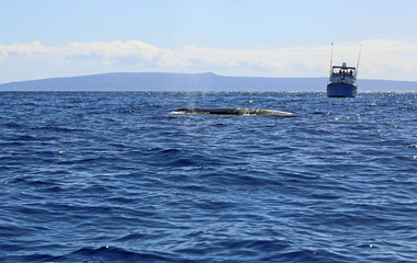 Whales watchers - Maui, Hawaii
