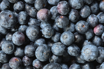 Fresh organic blueberries in close-up. High resolution, modern and authentic style. Concept health...