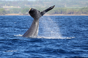Fototapeta premium Whale's waving with its tail - Maui, Hawaii
