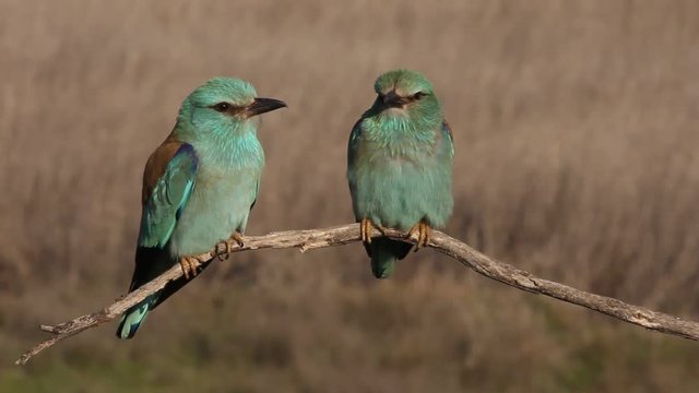 Coracias garrulus. European roller