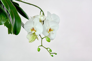 Obraz premium White orchid