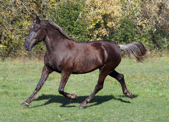 Beautiful silvery-black  mare  trotting on  the green meadow