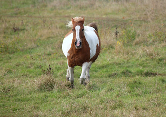 The big-bellied skewbald mare rushes on a meadow