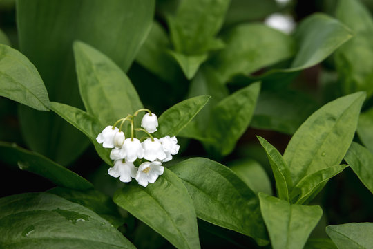 Lilies of the valley in green foliage