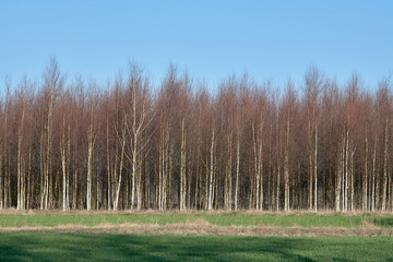 Young birch trees