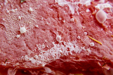 bacterial cololny with mold cells on red background