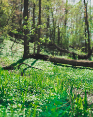 In the Woods during Spring