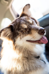 Dog in the backseat of a car