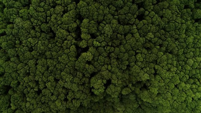 Forest drone shot top down camera moving flying forward tree tops green 2 of 2  continued