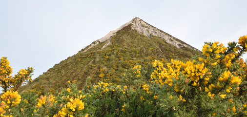 Gorse growing on a china clay spoil tip in St Austell Cornwall