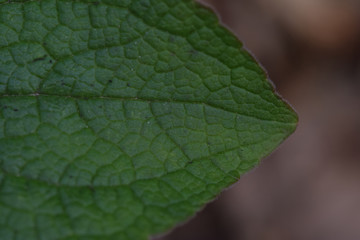 Macro image of a foxglove leaf
