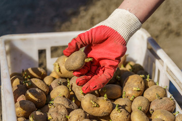 potato tubers with sprouts before planting, one tuber in the palm