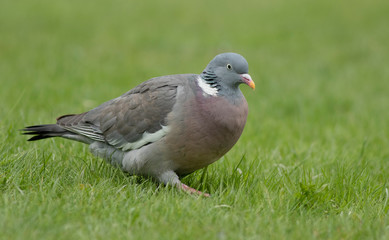 Wood Pigeon