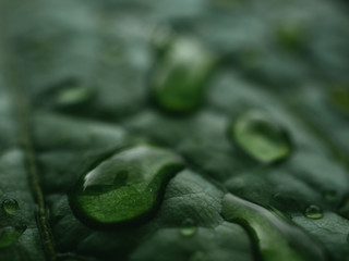 water drops on green leaf