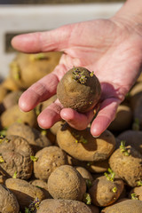 potato tubers with sprouts before planting, one tuber in the palm