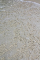 seychelles beach private island coconut