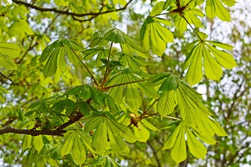 Beautiful hand-carved chestnut.Tree in spring.