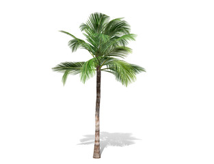 Fototapeta premium 3D rendering - A tall coconut tree isolated over a white background use for natural poster or wallpaper design, 3D illustration Design.