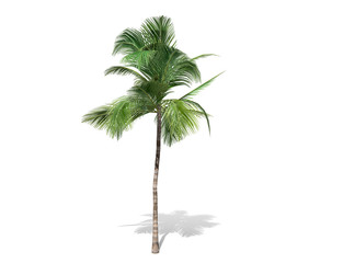 3D rendering - A tall coconut tree  isolated over a white background use for natural poster or  wallpaper design, 3D illustration Design.