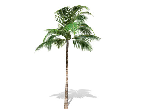 3D rendering - A tall coconut tree  isolated over a white background use for natural poster or  wallpaper design, 3D illustration Design.
