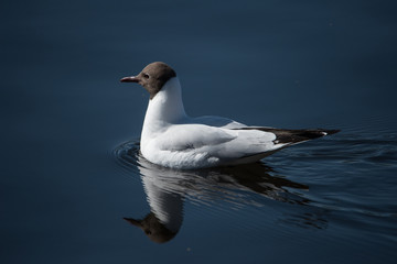 Gull swiming in a pond 