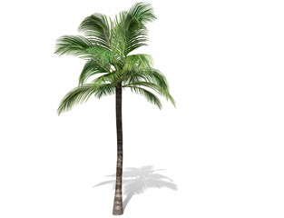 3D rendering - A tall coconut tree  isolated over a white background use for natural poster or  wallpaper design, 3D illustration Design.