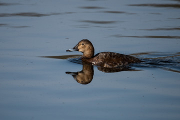 Northern shoveler in a pond at the Djurgården island in Stockholm